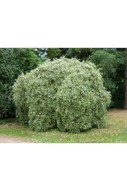 Кущ падуба Аргентея Маргіната